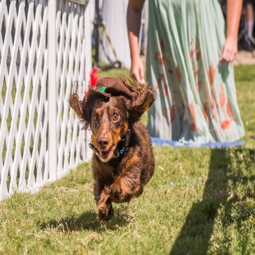 Wiener Dog Races
